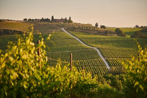 Quels sont les meilleurs itinéraires pour un road trip à travers les vignobles de Napa Valley?